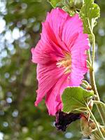 Rose tremiere (1) (Photo F. Mrugala)